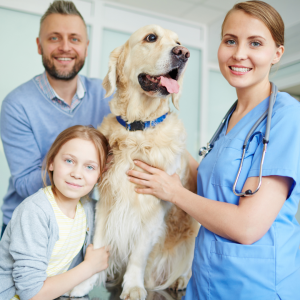 Veterinary Hospitals Improve Animal Healthcare